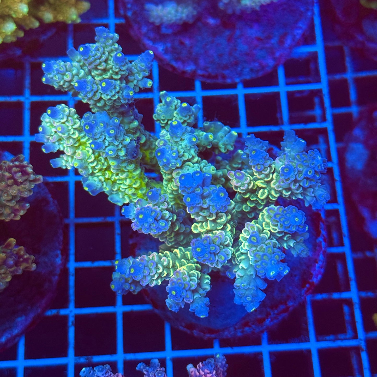 (WYSIWYG) Acro Colony T2D13