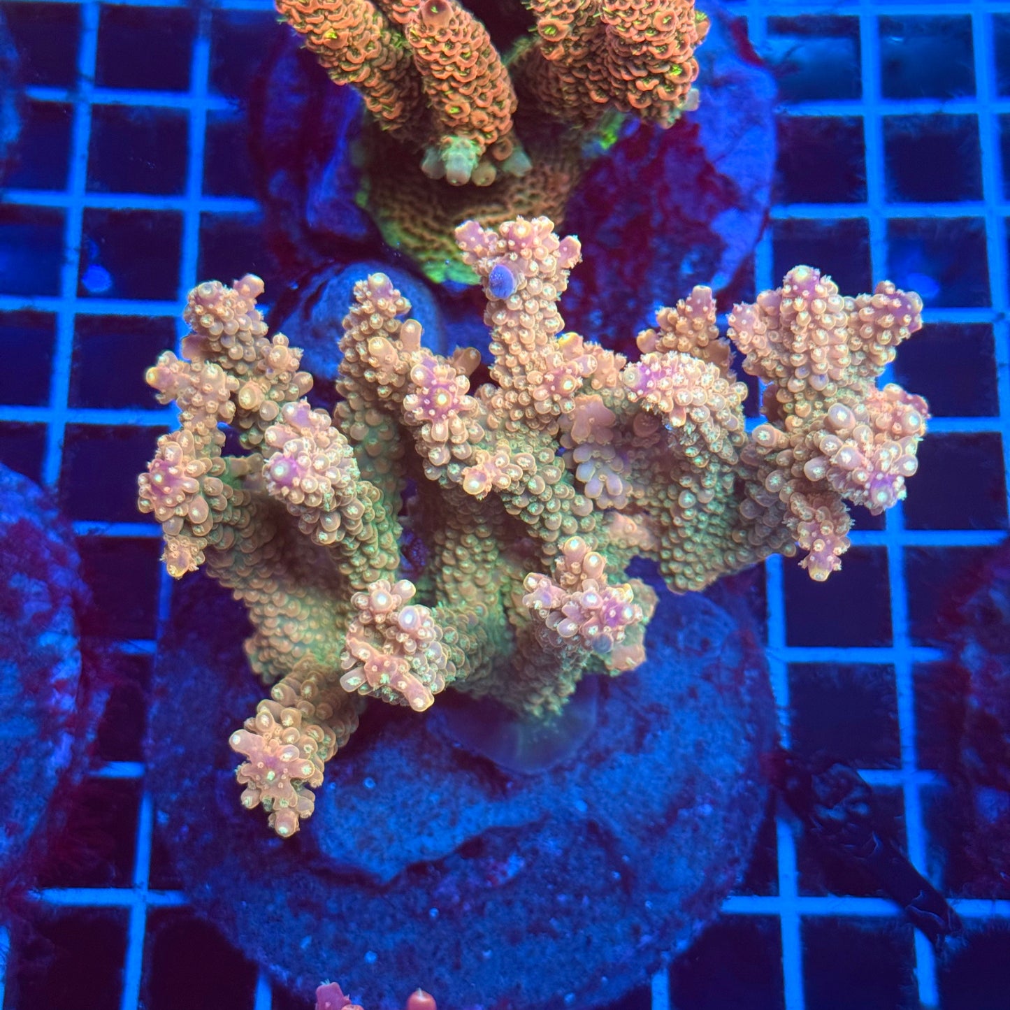 (WYSIWYG) Acro Colony T2D3