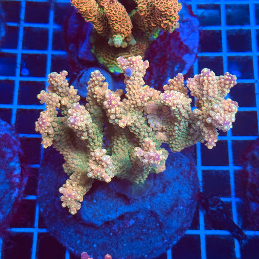 (WYSIWYG) Acro Colony T2D3
