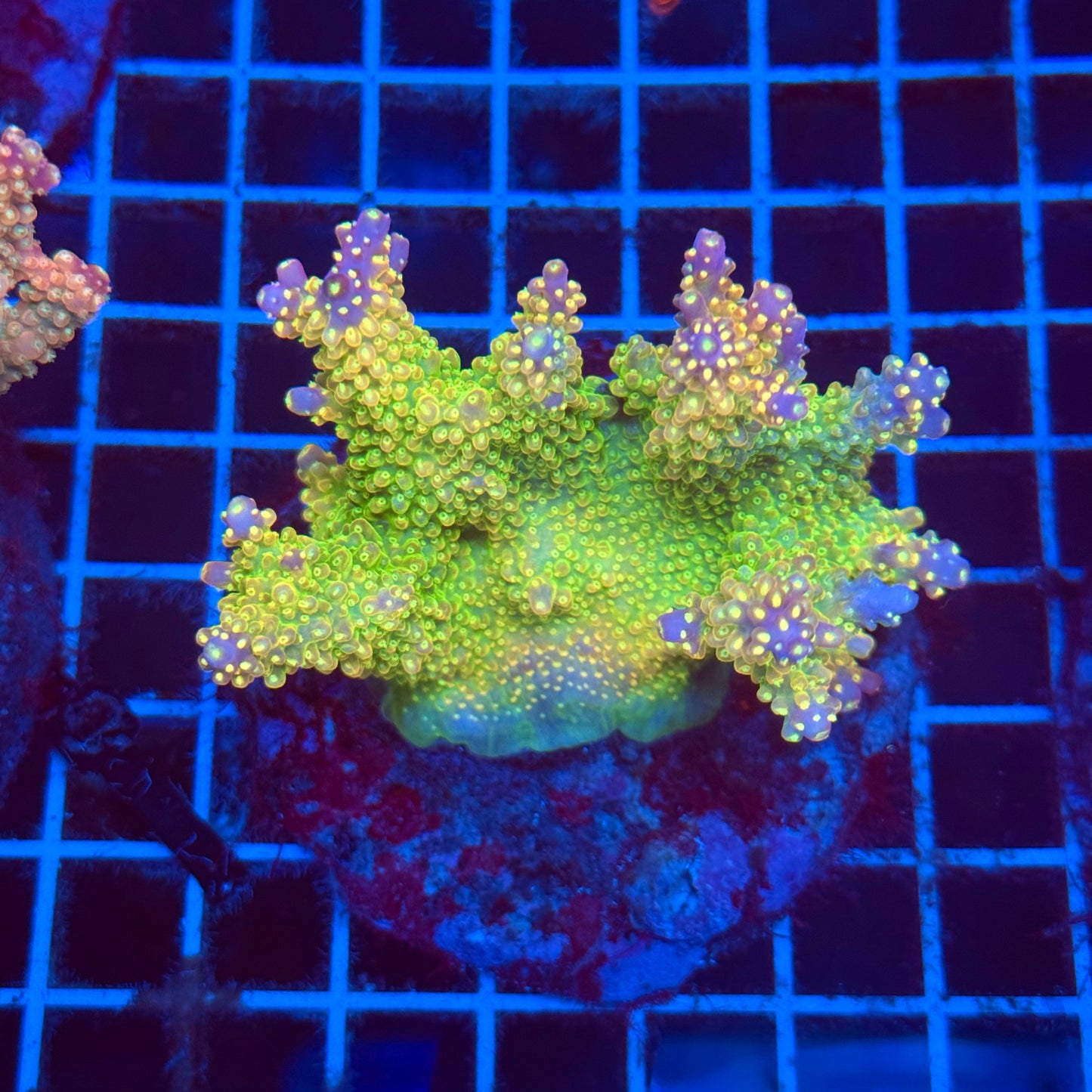 (WYSIWYG) Acro Colony T2D4