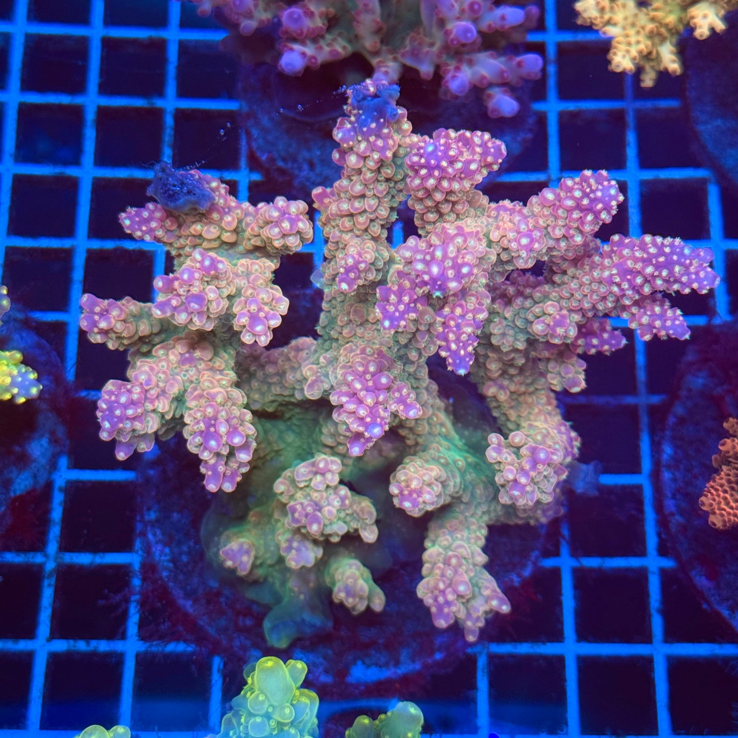 (WYSIWYG) Acro Colony T2D5