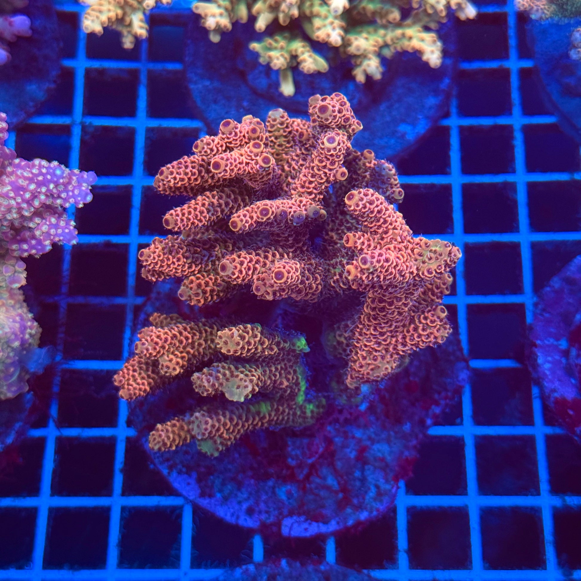 (WYSIWYG) Acro Colony T2D6