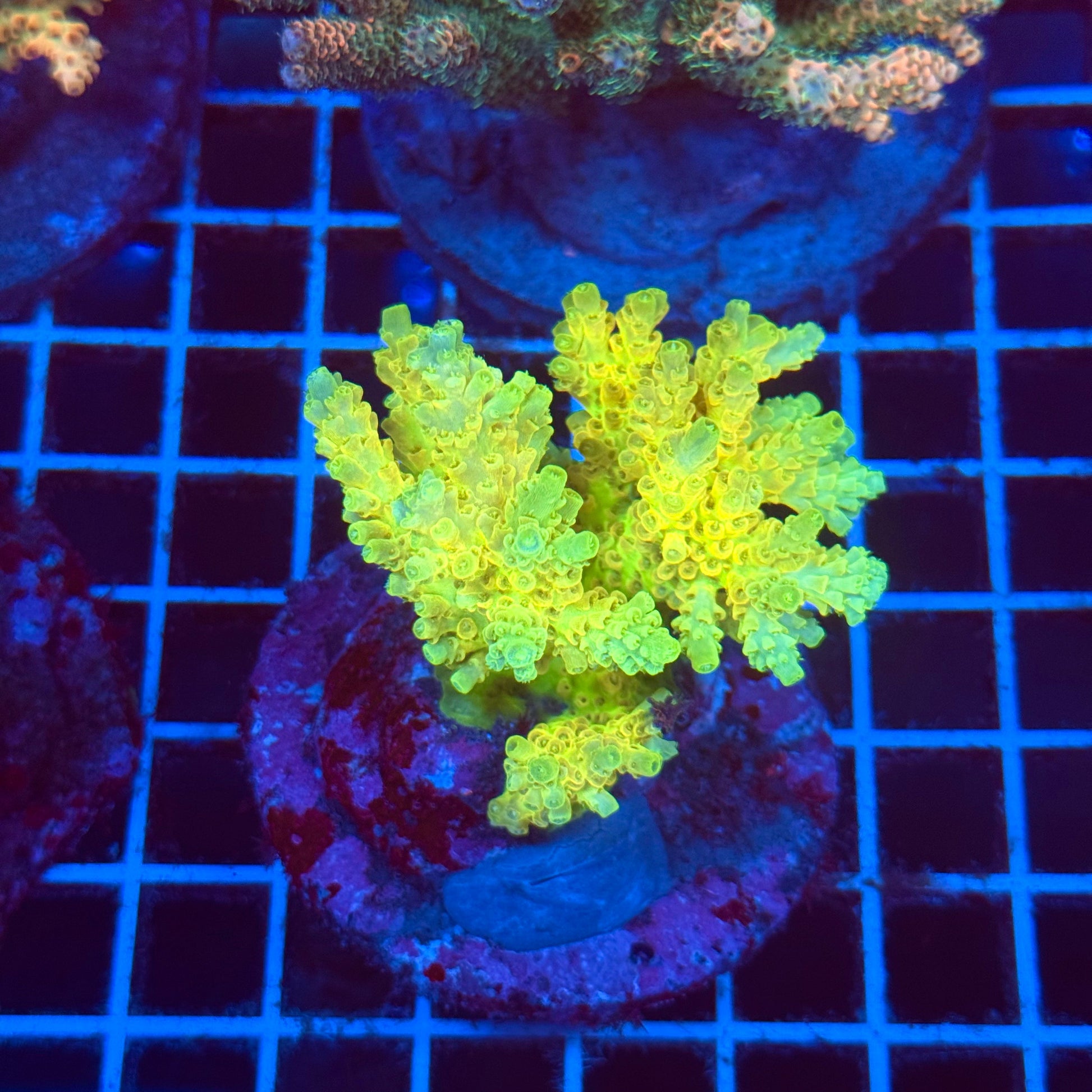(WYSIWYG) Acro Colony T2D7