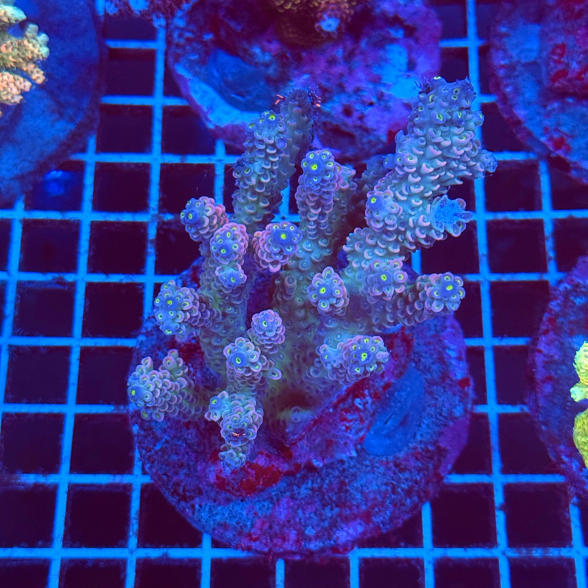 (WYSIWYG) Acro Colony T2D8