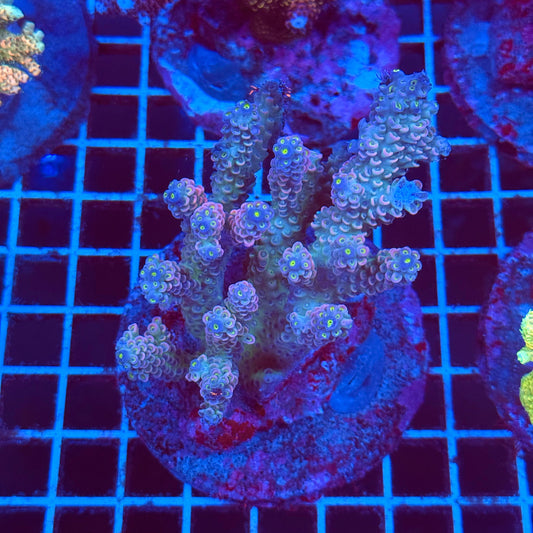 (WYSIWYG) Acro Colony T2D8