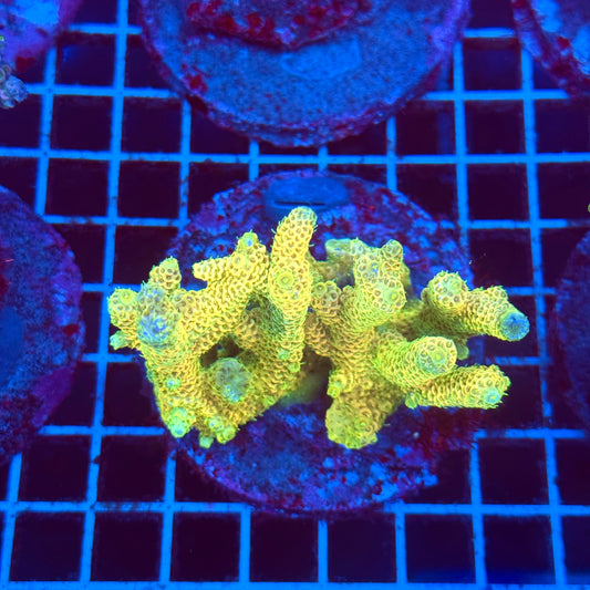 (WYSIWYG) Acro Colony T2D9