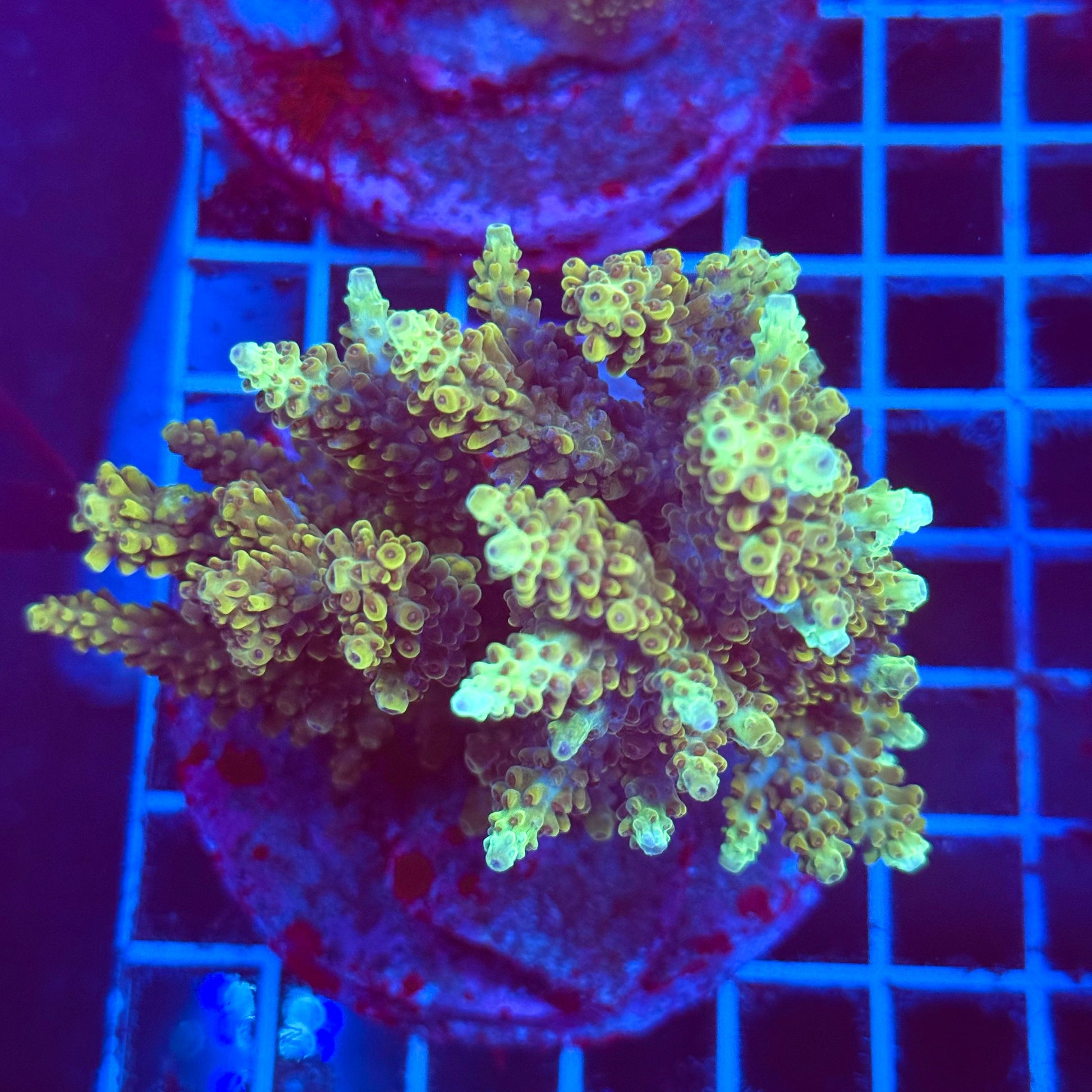 (WYSIWYG) Acro Colony T2E1