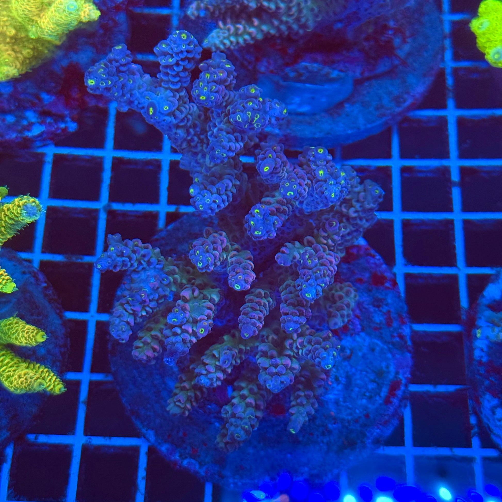 (WYSIWYG) Acro Colony T2E10