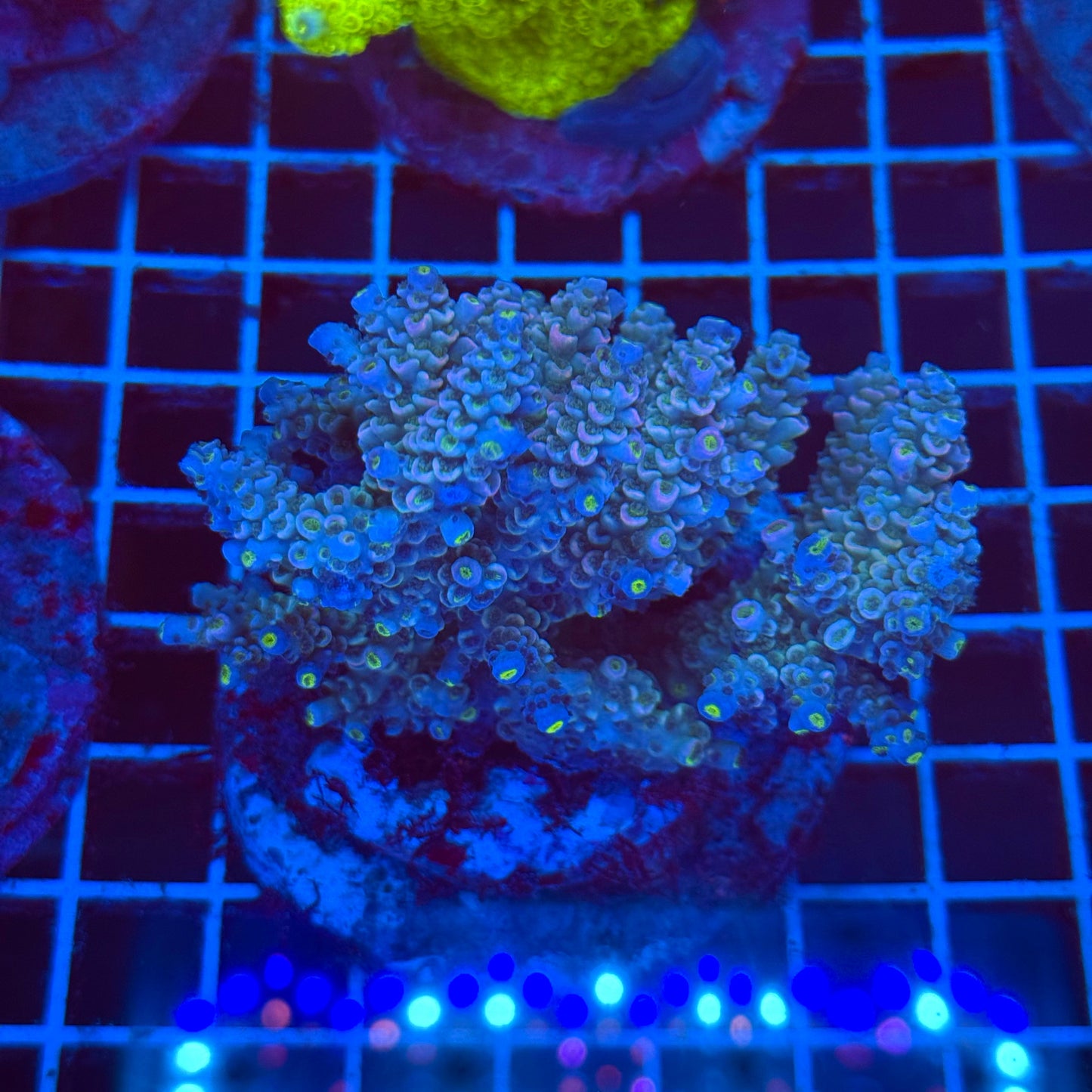 (WYSIWYG) Acro Colony T2E11