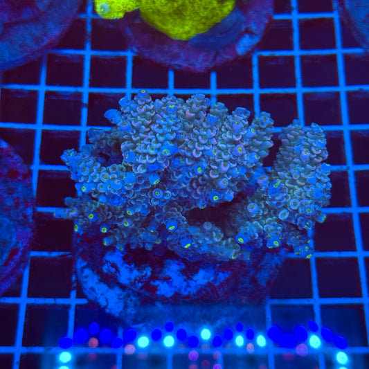 (WYSIWYG) Acro Colony T2E11