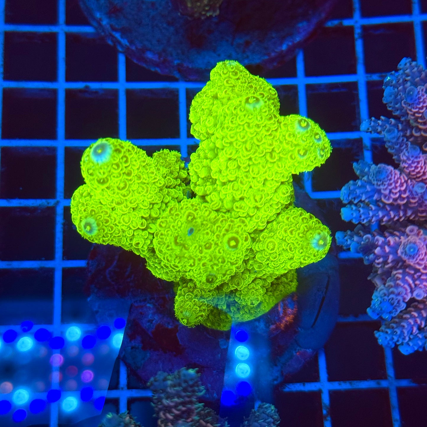 (WYSIWYG) Acro Colony T2E12