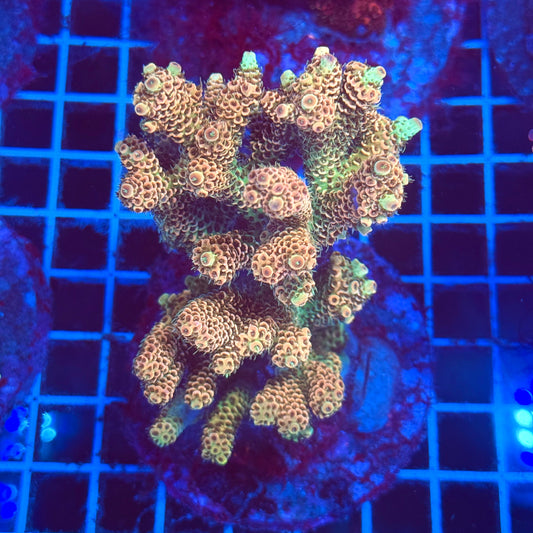(WYSIWYG) Acro Colony T2E2