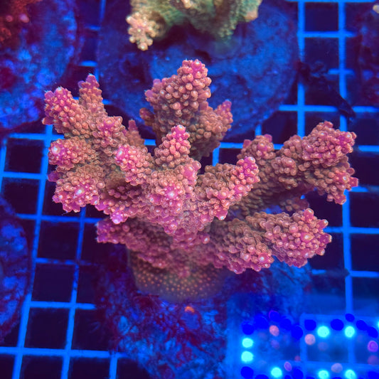 (WYSIWYG) Acro Colony T2E3
