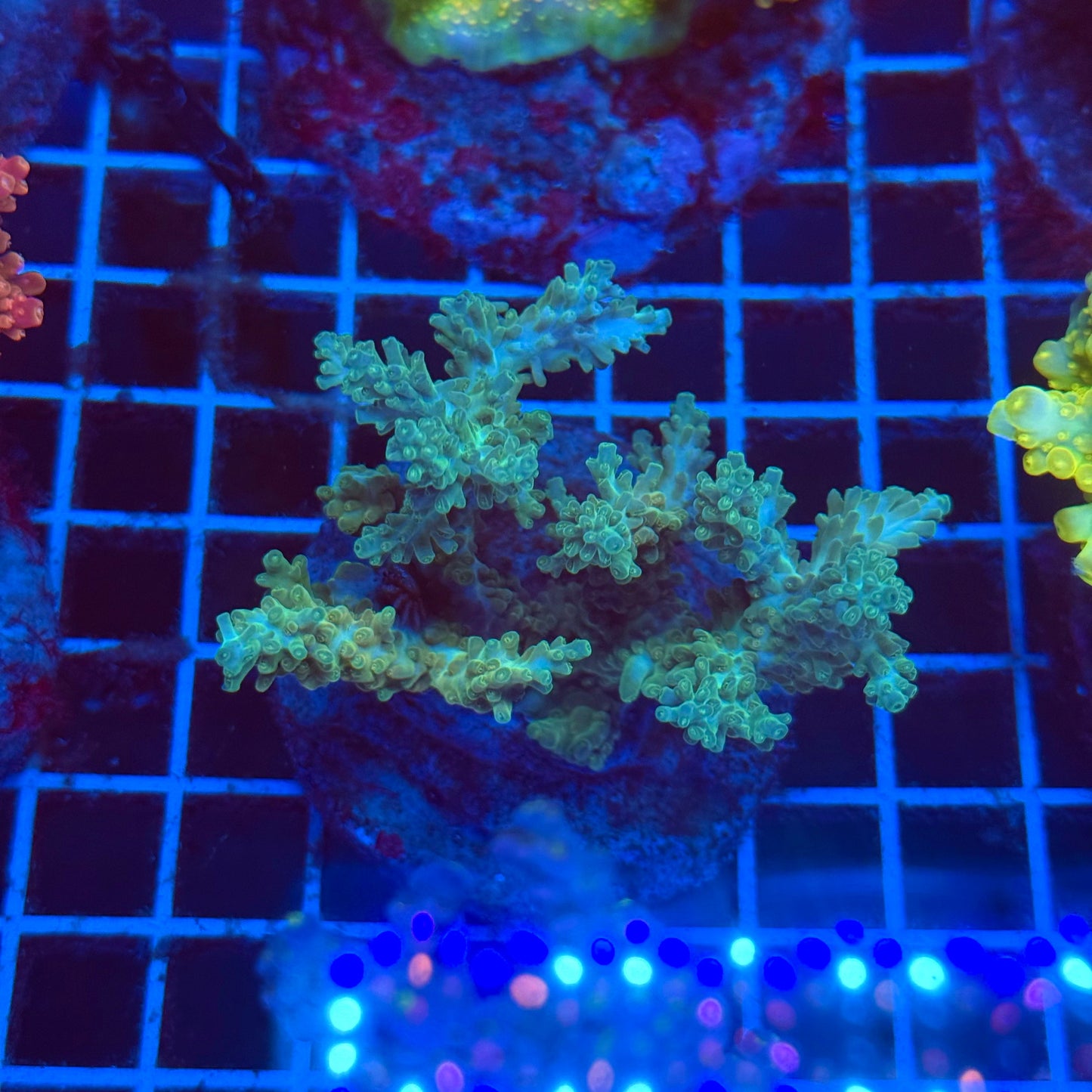 (WYSIWYG) Acro Colony T2E4