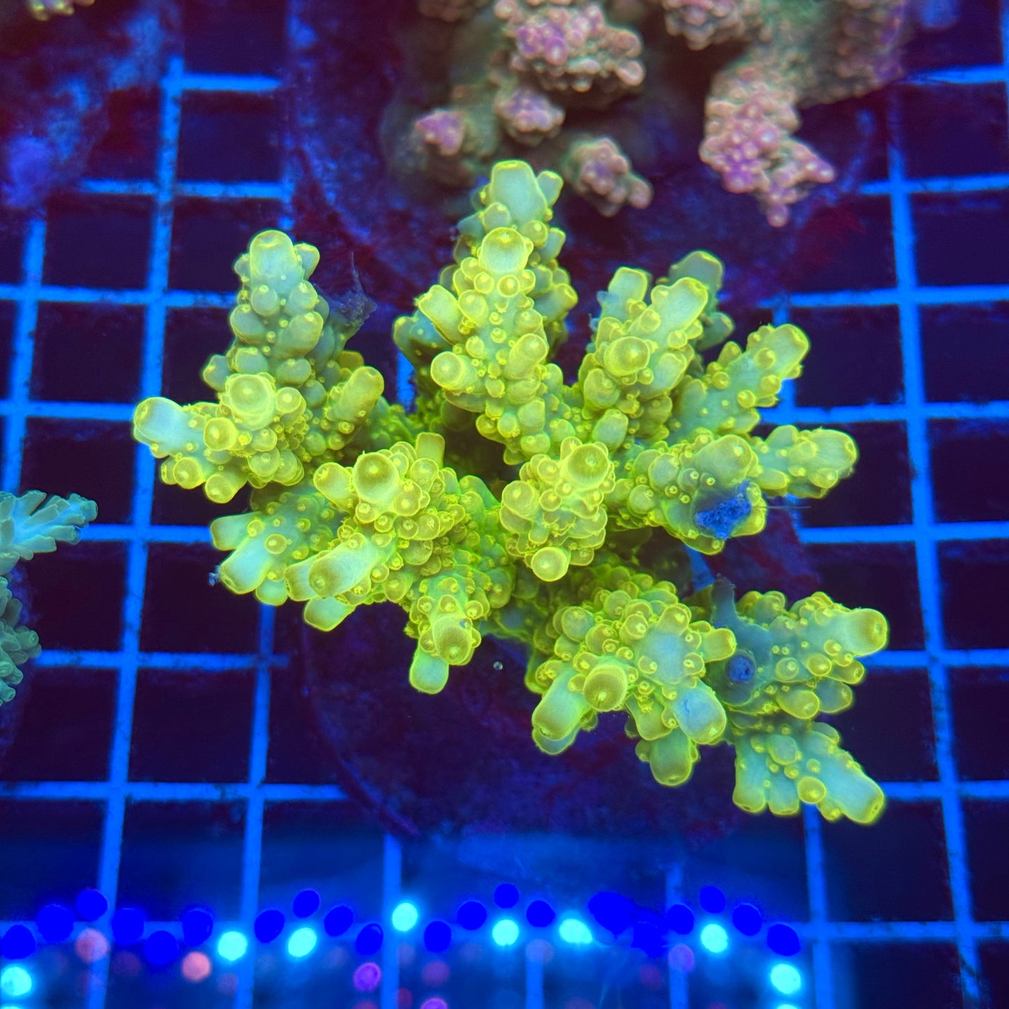 (WYSIWYG) Acro Colony T2E5