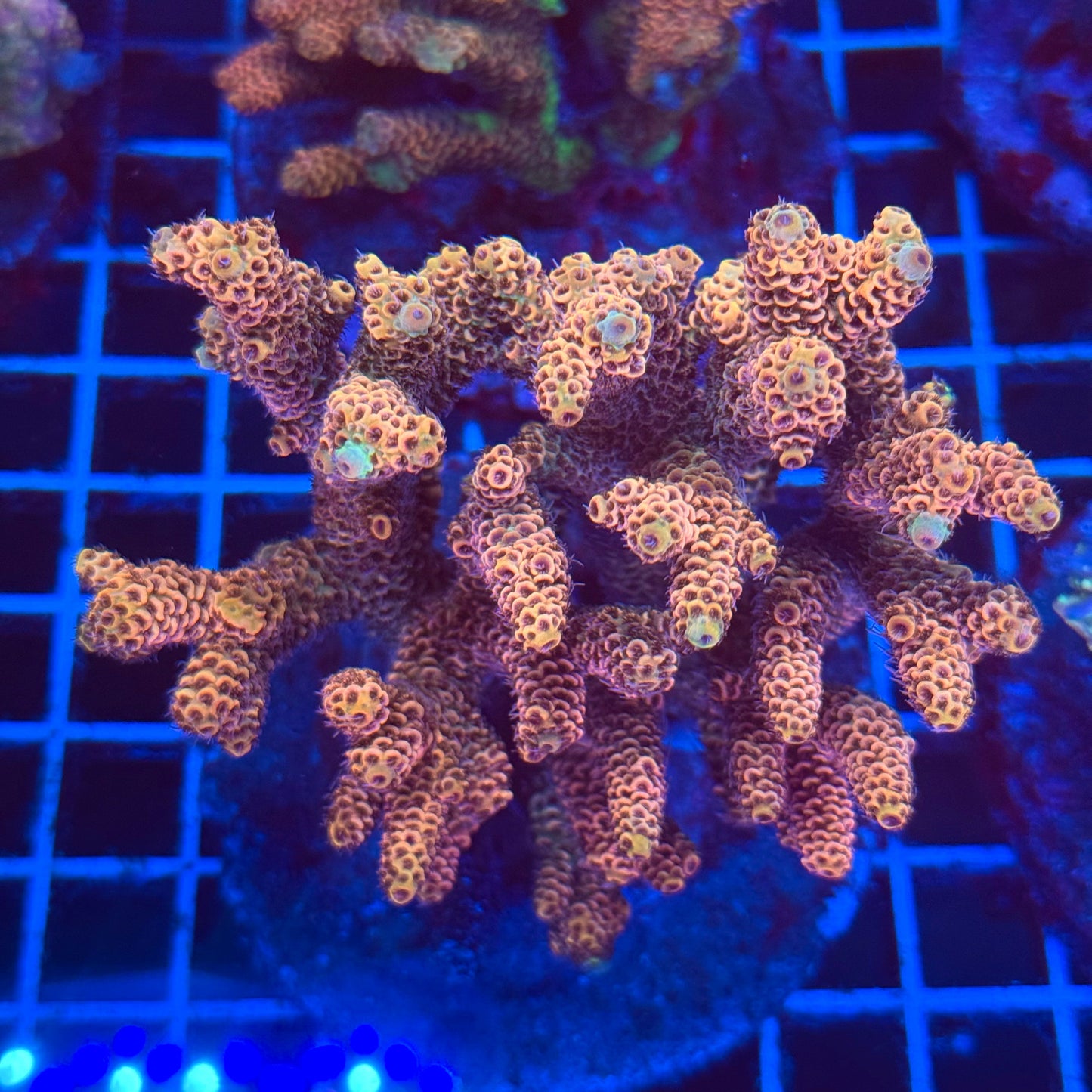 (WYSIWYG) Acro Colony T2E6