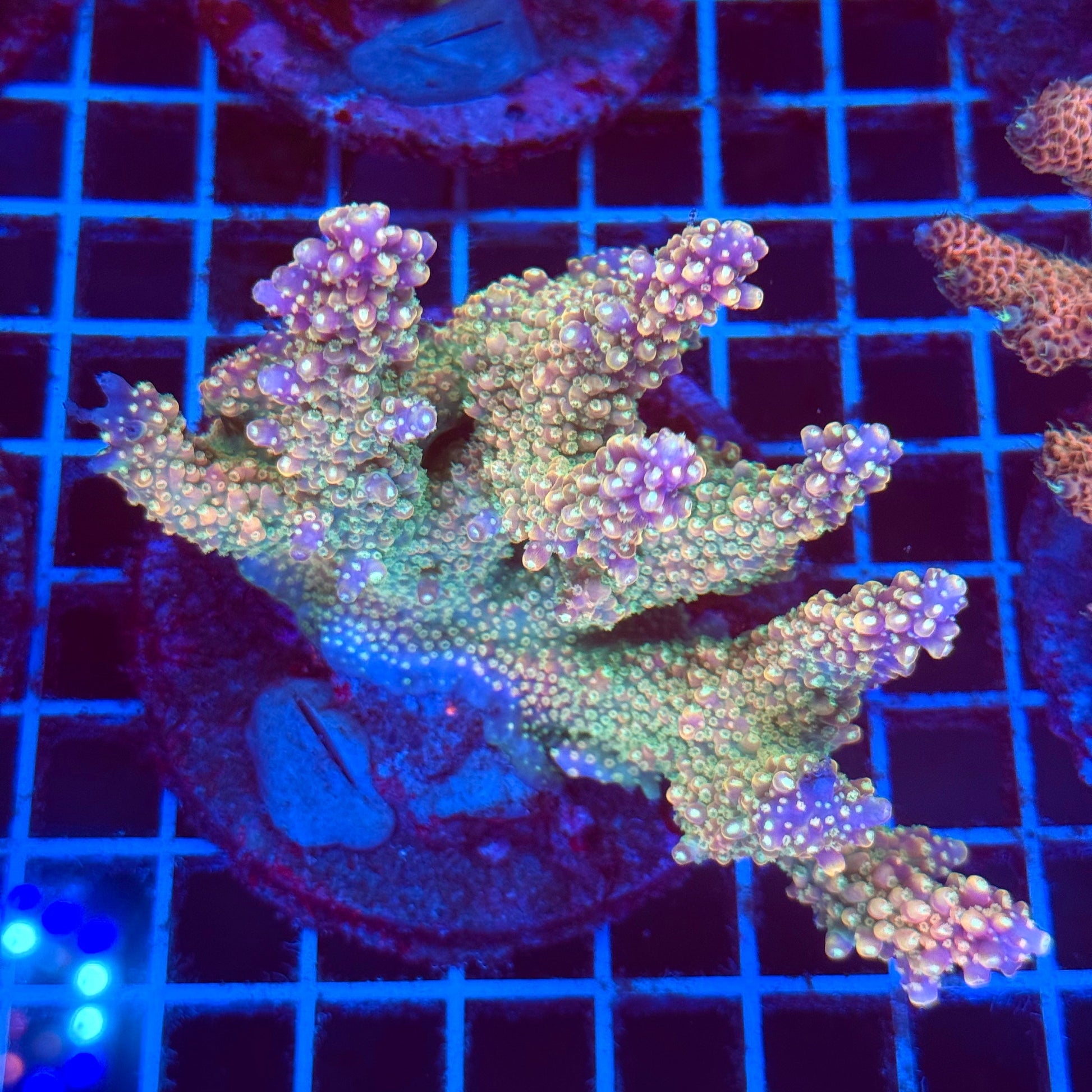 (WYSIWYG) Acro Colony T2E7