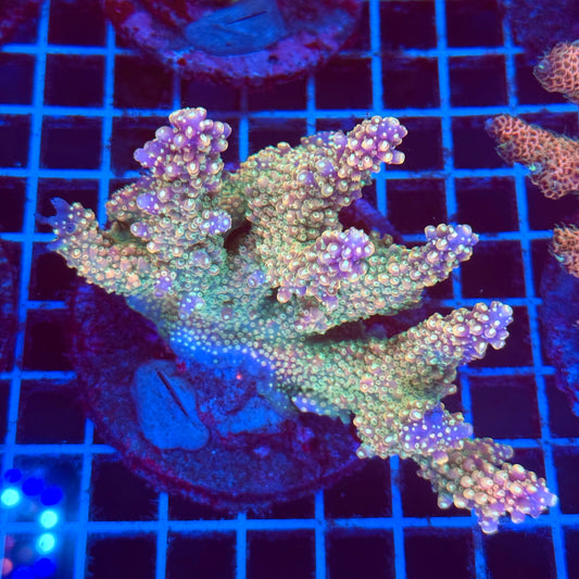 (WYSIWYG) Acro Colony T2E7