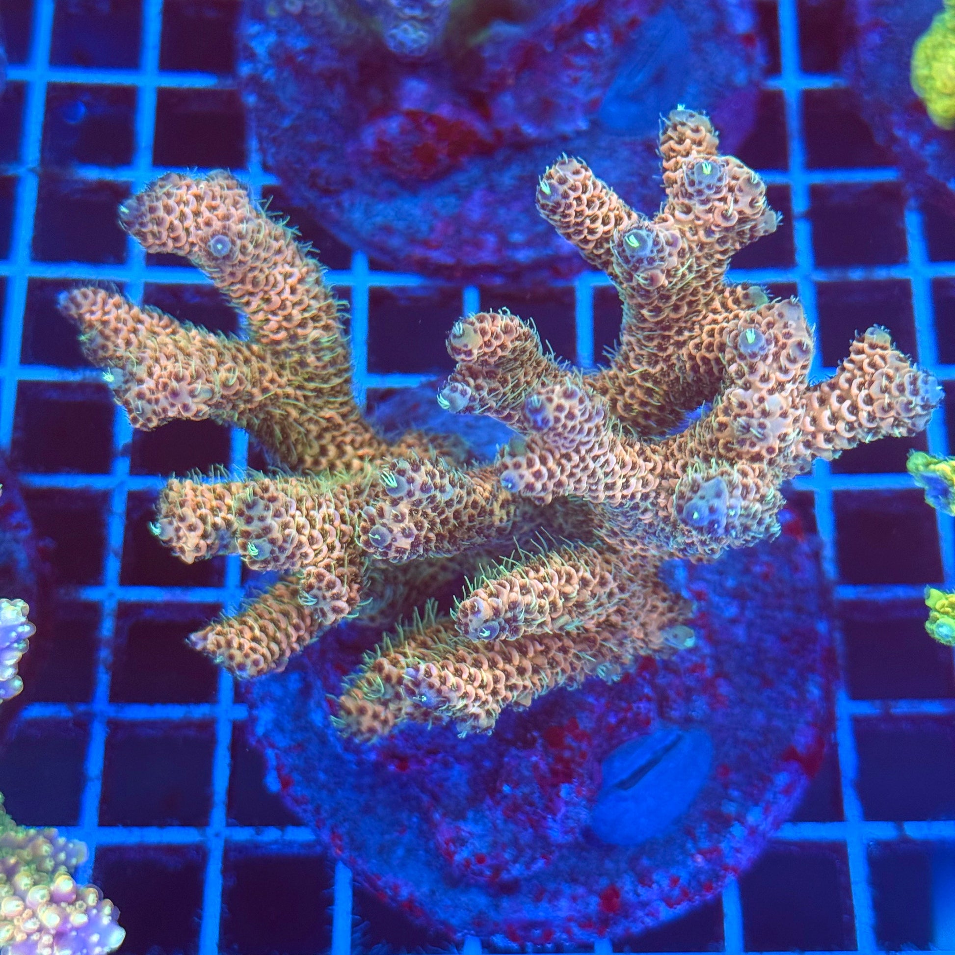 (WYSIWYG) Acro Colony T2E8