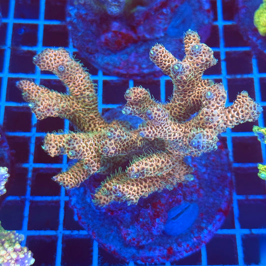 (WYSIWYG) Acro Colony T2E8
