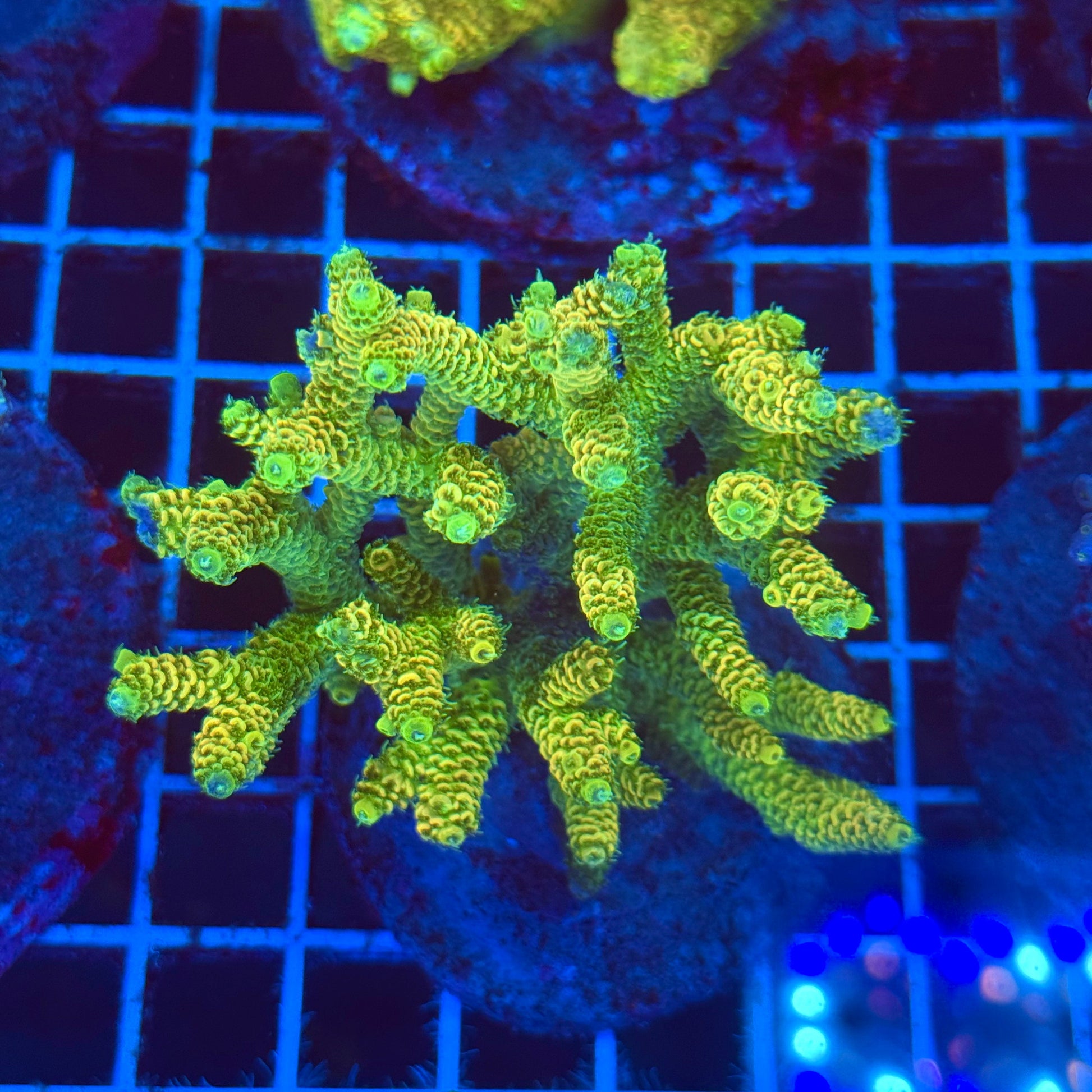 (WYSIWYG) Acro Colony T2E9