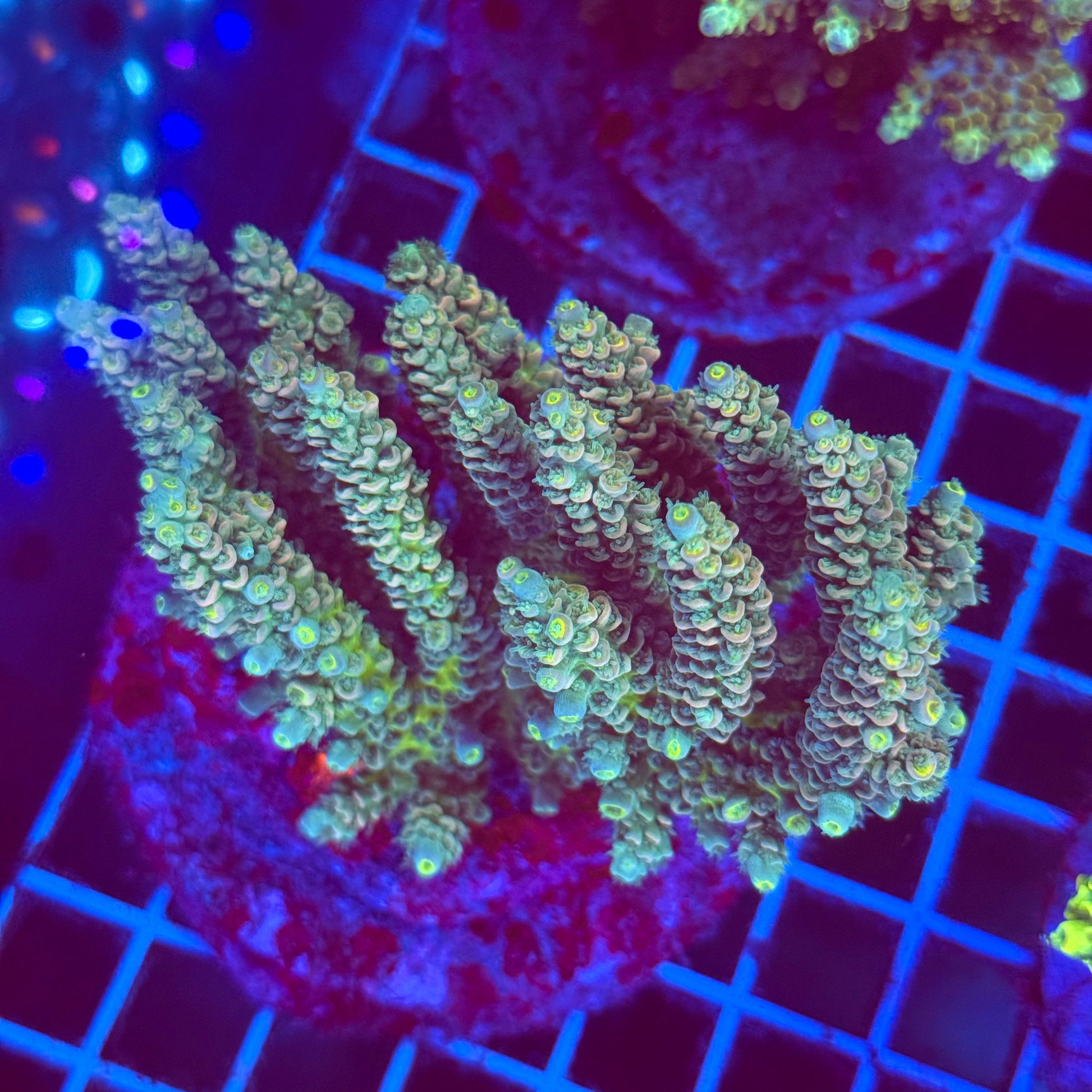 (WYSIWYG) Acro Colony T2F1