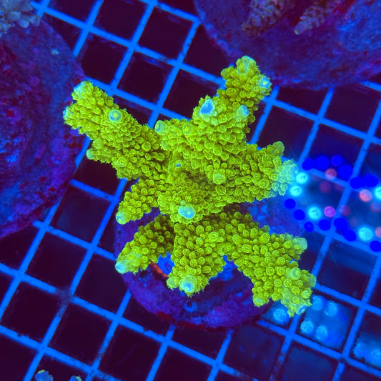 (WYSIWYG) Acro Colony T2F10