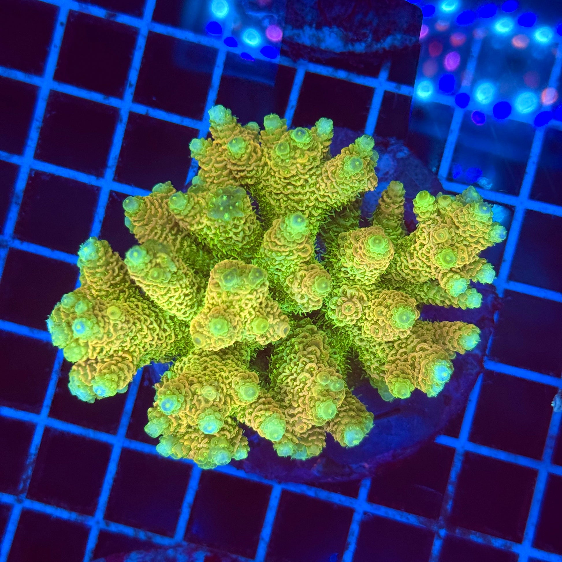 (WYSIWYG) Acro Colony T2F11