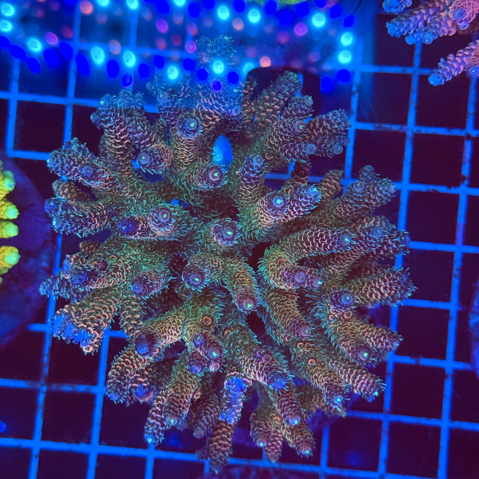 (WYSIWYG) Acro Colony T2F12