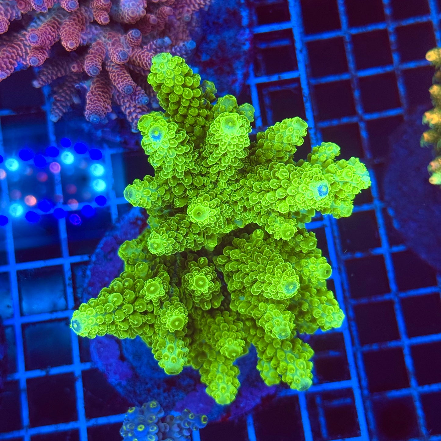 (WYSIWYG) Acro Colony T2F13