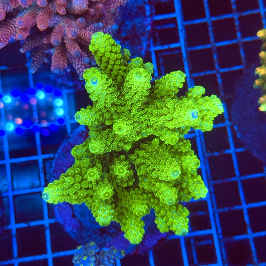 (WYSIWYG) Acro Colony T2F13