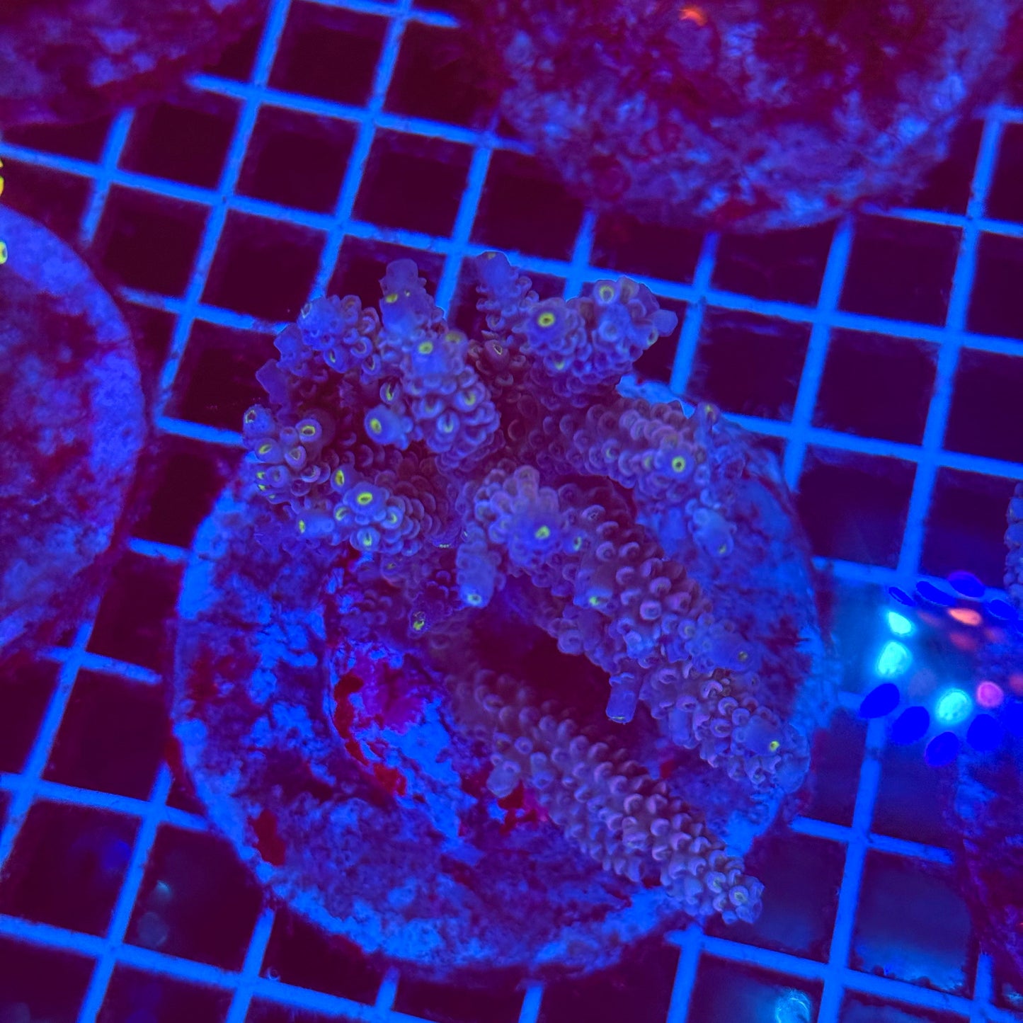 (WYSIWYG) Acro Colony T2F3
