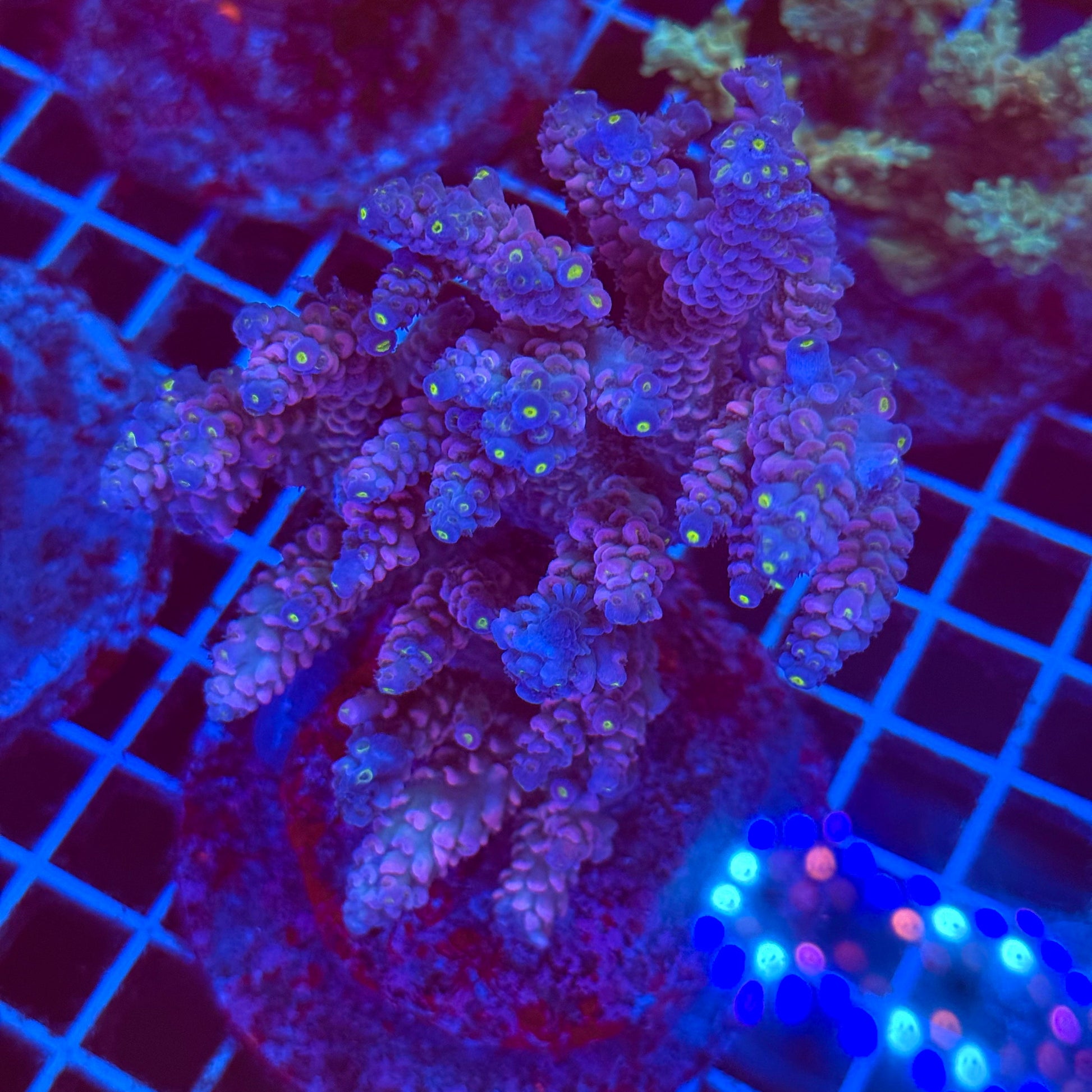 (WYSIWYG) Acro Colony T2F4