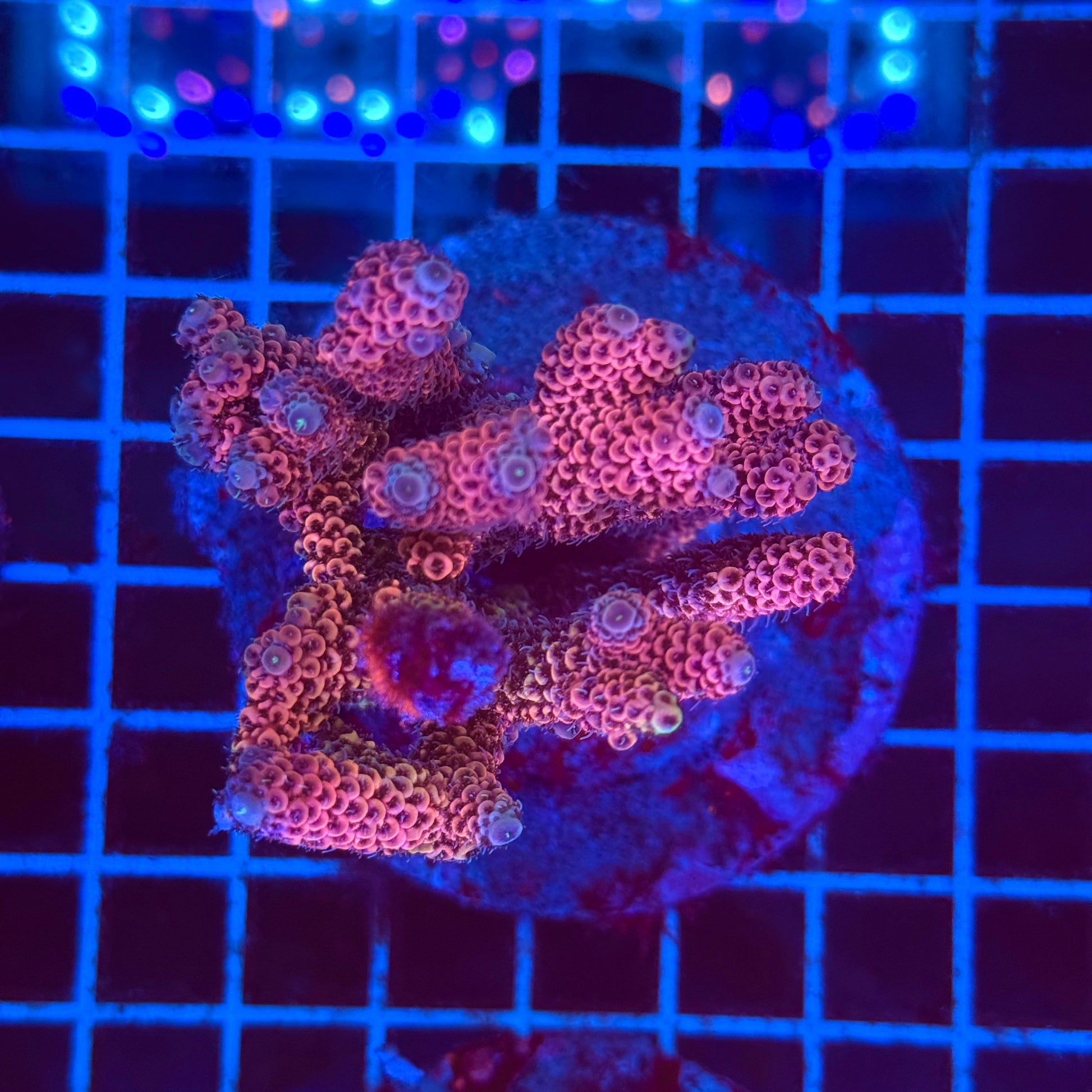 (WYSIWYG) Acro Colony T2F5