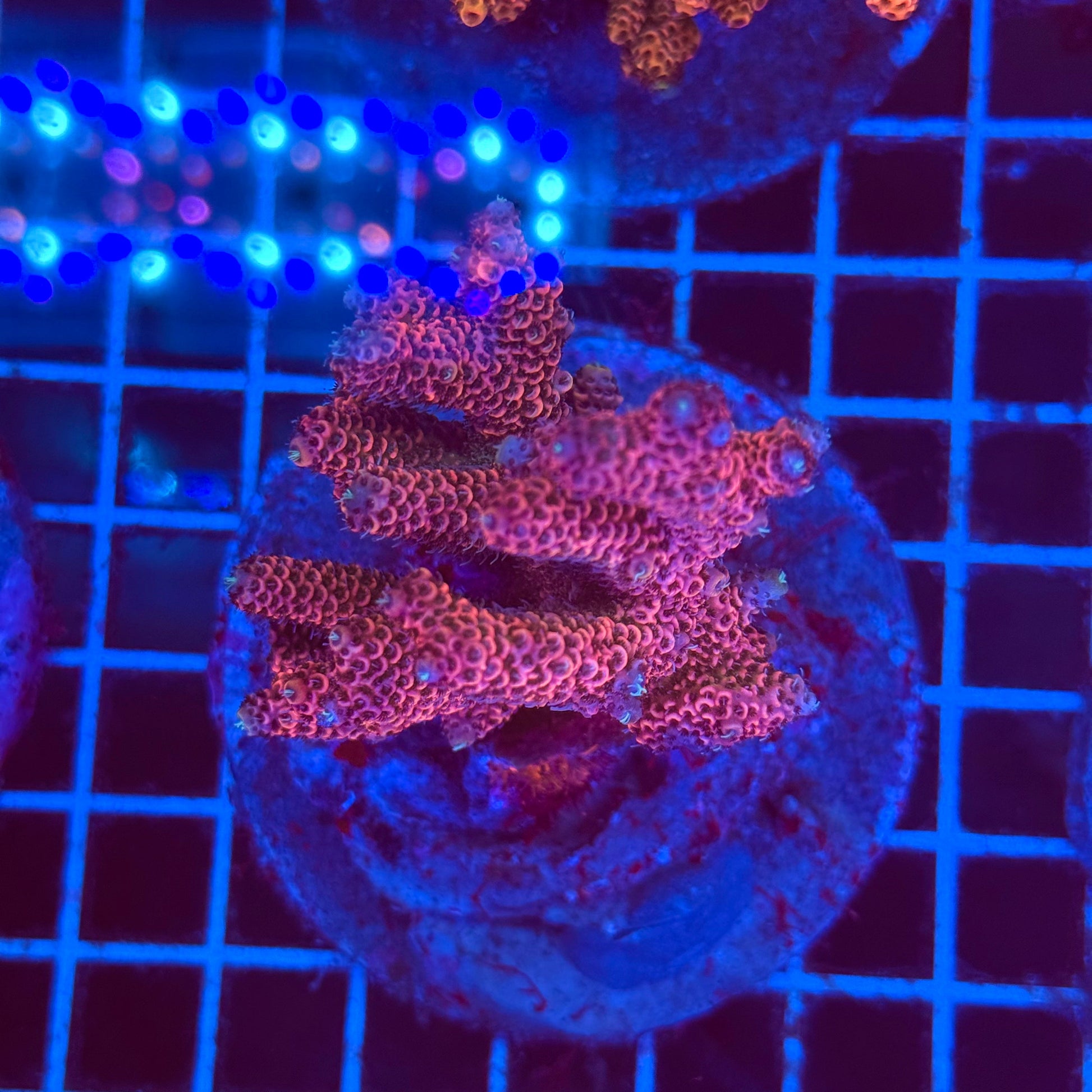 (WYSIWYG) Acro Colony T2F6