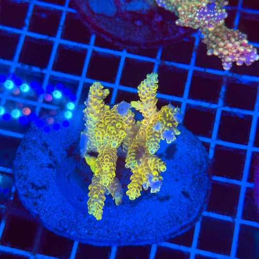 (WYSIWYG) Acro Colony T2F7