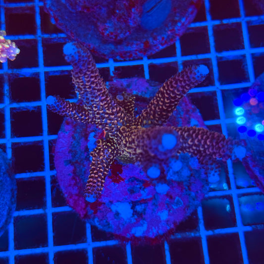 (WYSIWYG) Acro Colony T2F8