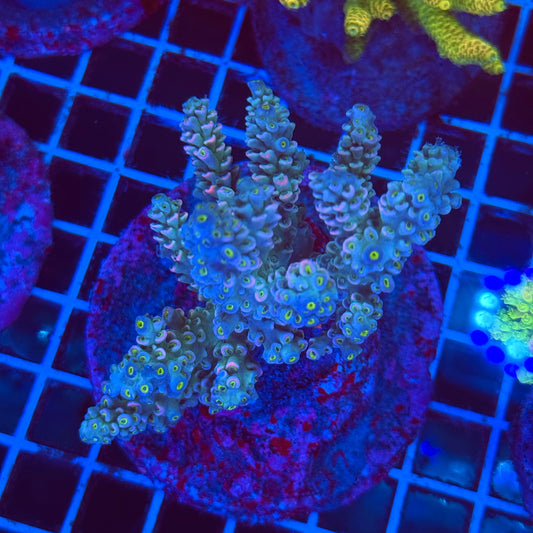 (WYSIWYG) Acro Colony T2F9