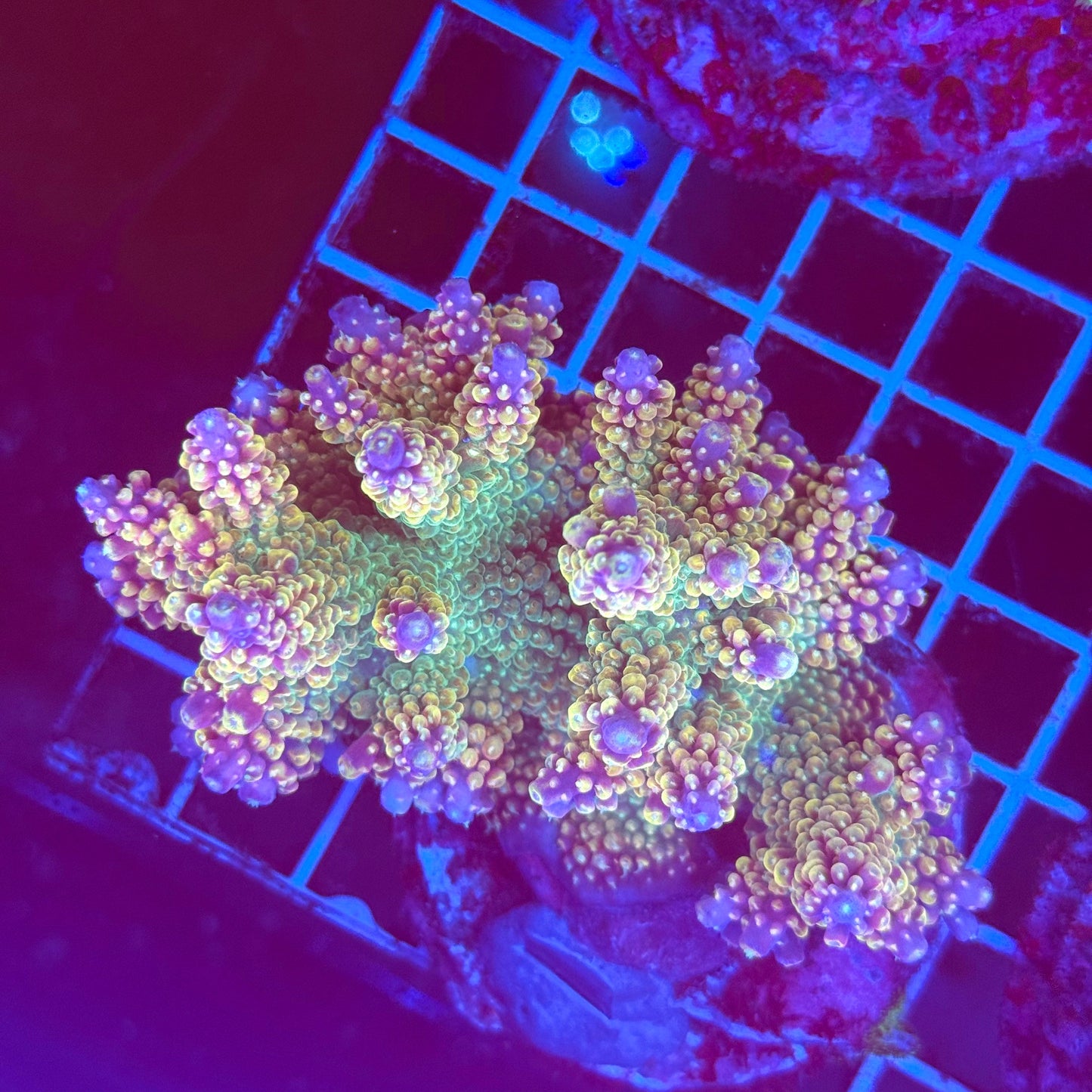 (WYSIWYG) Acro Colony T2G1