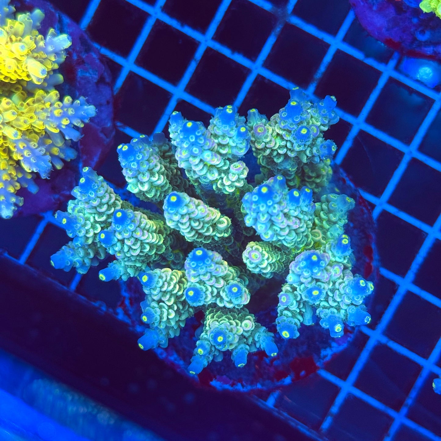 (WYSIWYG) Acro Colony T2G10
