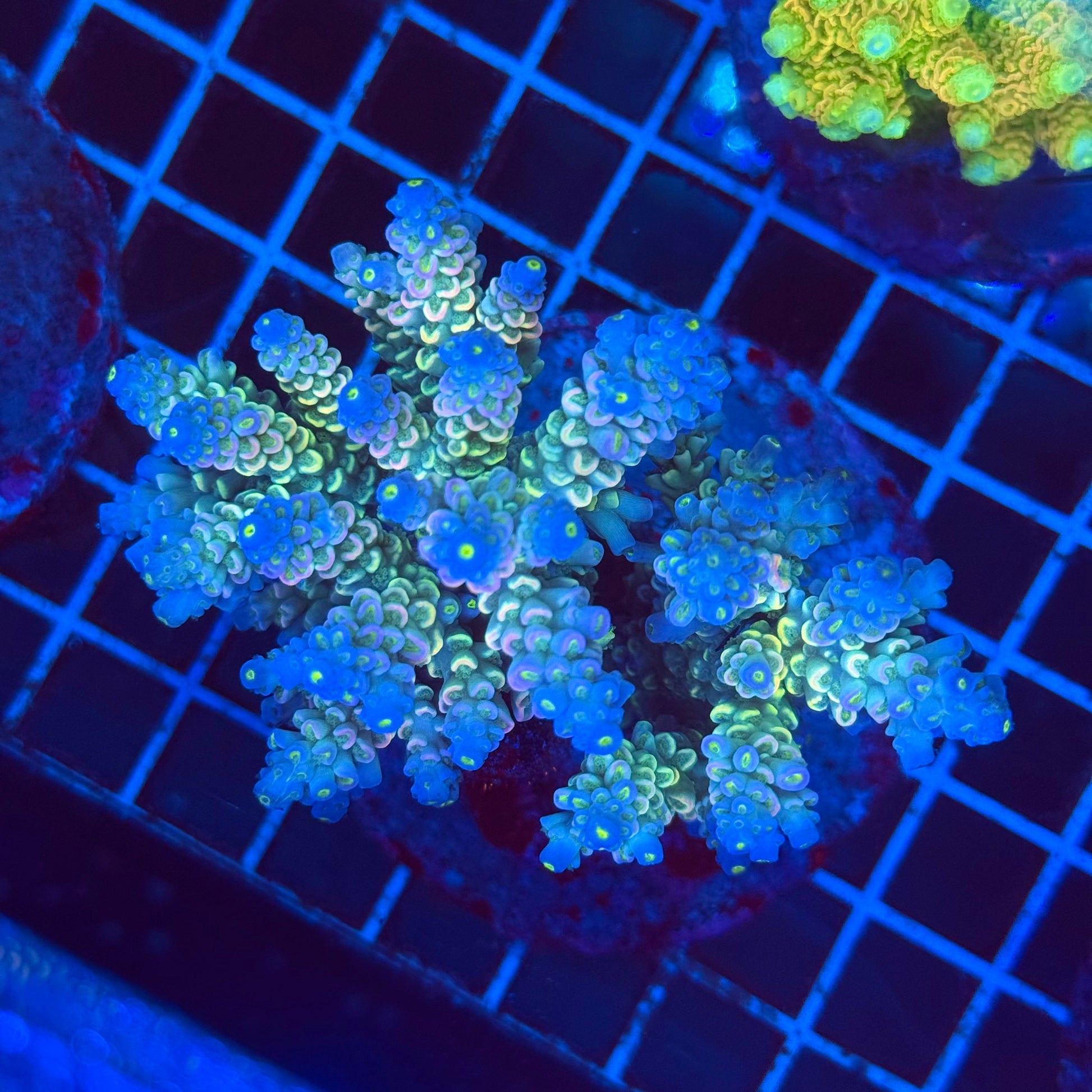 (WYSIWYG) Acro Colony T2G11