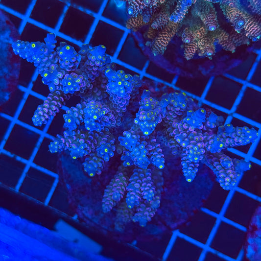 (WYSIWYG) Acro Colony T2G12