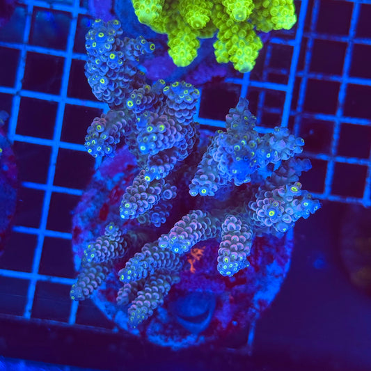 (WYSIWYG) Acro Colony T2G13