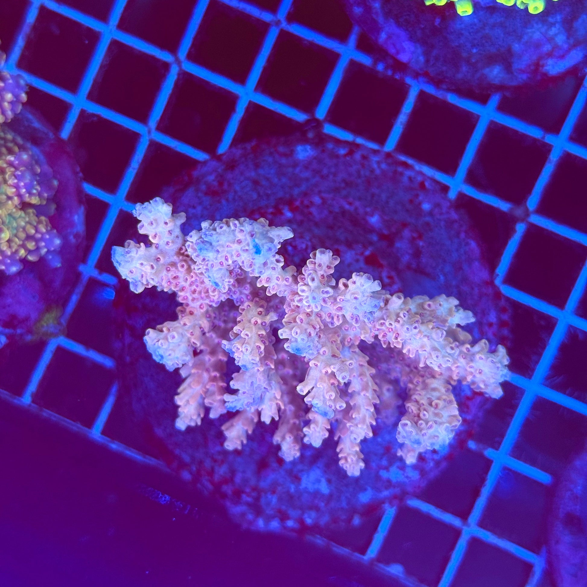 (WYSIWYG) Acro Colony T2G2