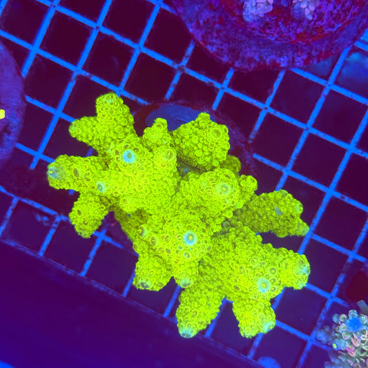(WYSIWYG) Acro Colony T2G4