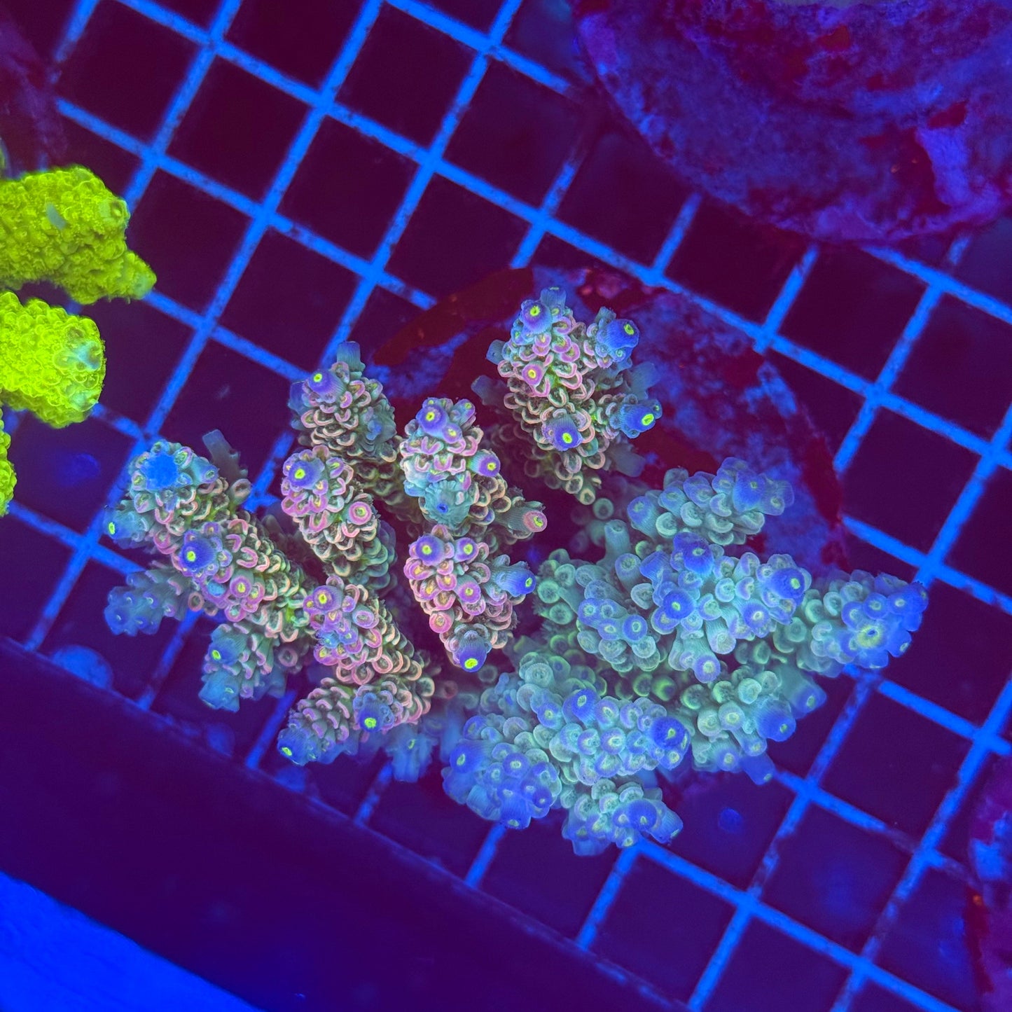 (WYSIWYG) Acro Colony T2G5