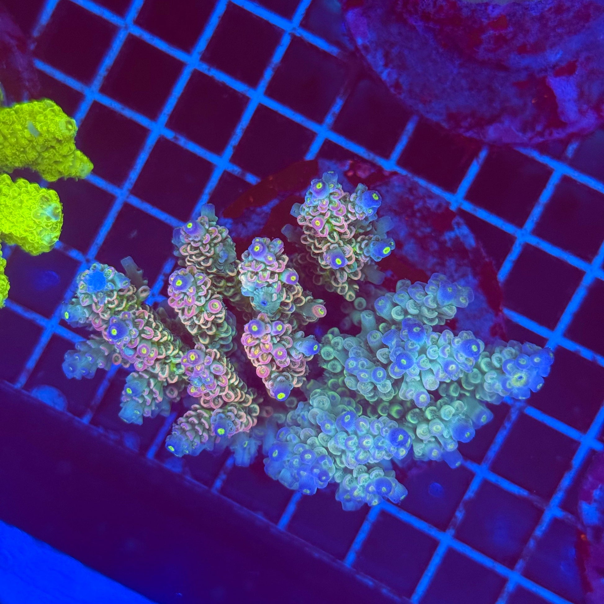 (WYSIWYG) Acro Colony T2G5