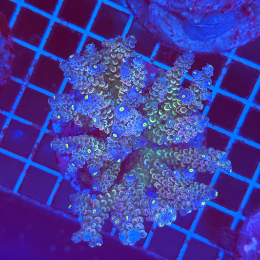 (WYSIWYG) Acro Colony T2G6
