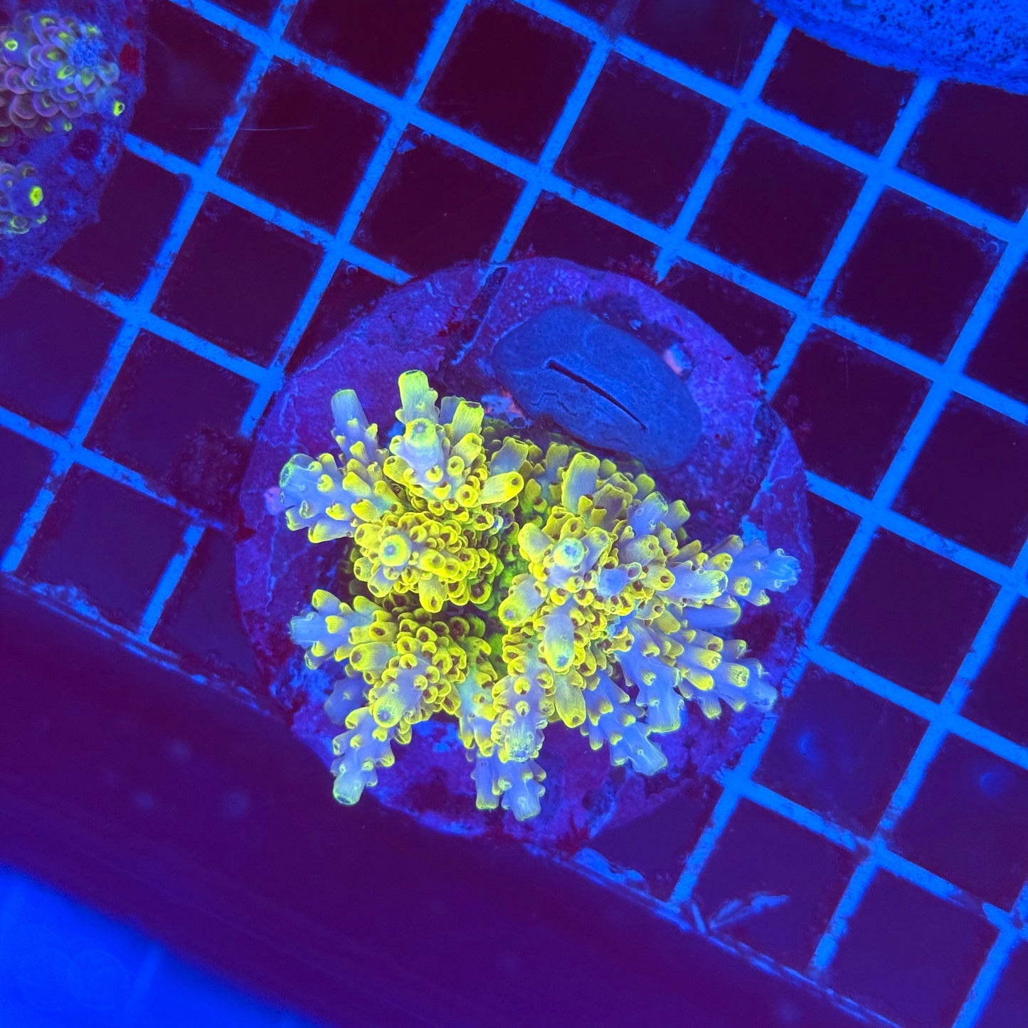 (WYSIWYG) Acro Colony T2G7