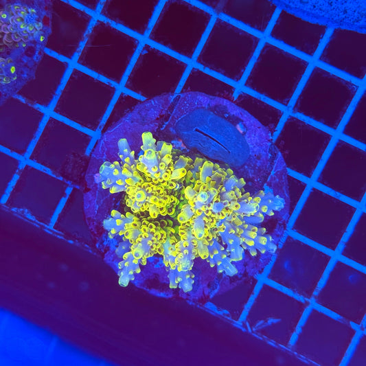 (WYSIWYG) Acro Colony T2G7